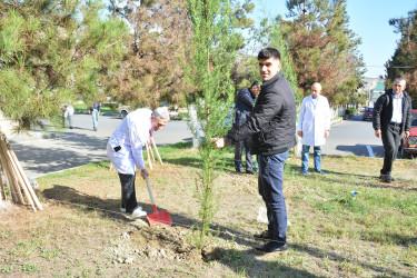 “Yaşıl dünya naminə həmrəylik ili” ilə əlaqədar Göyçay Rayon Mərkəzi Xəstəxanasında ağacəkmə aksiyası keçirilib