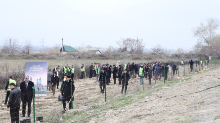 “Şəhərsalma və Memarlıq İli” çərçivəsində Göyçayda genişmiqyaslı ağacəkmə aksiyası keçirilib