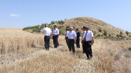 Rayon İcra Hakimiyyətinin başçısı Orxan Mürsəlov Qaraməryəm kəndində taxıl biçini prosesində iştirak edib, məhsul yığımının gedişi ilə maraqlanıb