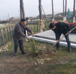 Göyçay rayonunun kəndlərində ağacəkmə aksiyası keçirilib