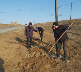 Göyçayda mövsümü ağacəkmə aksiyaları davam etdirilir