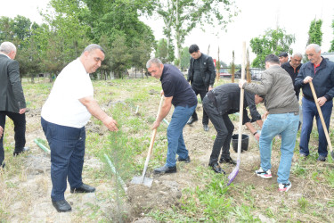 Göyçayda “Yaşıl dünya naminə həmrəylik ili” ilə əlaqədar növbəti ağacəkmə aksiyası keçirilib