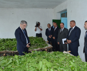 İcra başçısı rayonun Alpout kəndində barama qurdlarının bəslənilməsi vəziyyəti ilə maraqlanıb