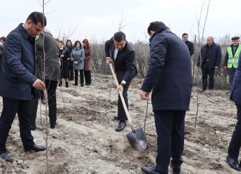 “Şəhərsalma və Memarlıq İli” çərçivəsində Göyçayda genişmiqyaslı ağacəkmə aksiyası keçirilib