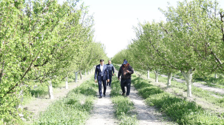 Göyçay Rayon İcra Hakimiyyətinin başçısı Orxan Mürsəlov Potu kəndində Ramil İsmayılova və Cəyirli kəndində Şakir Əliyevə məxsus bağçılıq təsərrüfatlarına baxış keçirib