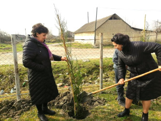 Göyçay rayonunun Qarabaqqal kəndində “Yaşıl dünya naminə həmrəylik ili” çərçivəsində ağacəkmə aksiyası keçirilib