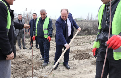 “Şəhərsalma və Memarlıq İli” çərçivəsində Göyçayda genişmiqyaslı ağacəkmə aksiyası keçirilib