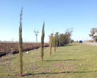 Göyçayda yol kənarı əkilmiş ağacların qorunması və suvarılması ilə bağlı tədbirlər görülüb