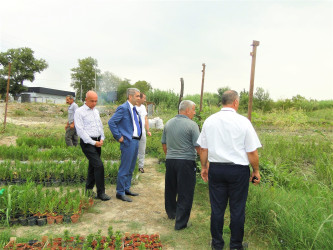 Rayon İcra Hakimiyyətinin başçısı tingçilik təsərrüfatında aparılan işlərinin gedişi ilə maraqlanıb