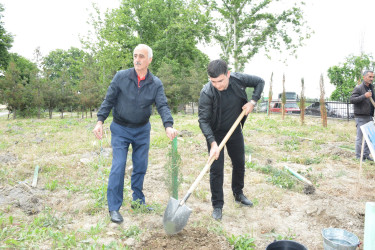 Göyçayda “Yaşıl dünya naminə həmrəylik ili” ilə əlaqədar növbəti ağacəkmə aksiyası keçirilib