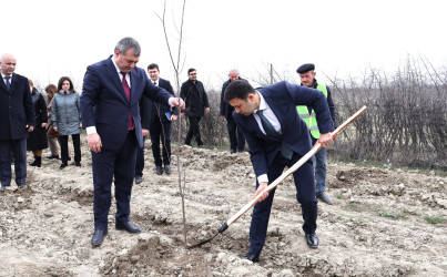 “Şəhərsalma və Memarlıq İli” çərçivəsində Göyçayda genişmiqyaslı ağacəkmə aksiyası keçirilib