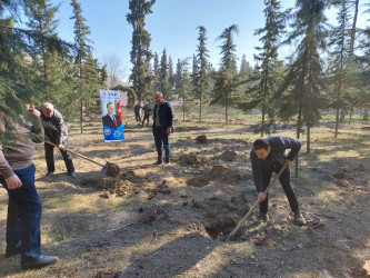 Göyçayda Ümummilli lider Heydər Əliyevin anadan olmasının 100 illiyi ilə əlaqədar ağacəkmə aksiyası keçirilib