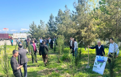 Göyçay rayonunda “Yaşıl dünya naminə həmrəylik ili” çərçivəsində ağacəkmə aksiyalarının keçirilməsi davam etdirilir