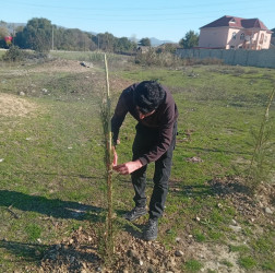 Göyçayda yol kənarı əkilmiş ağacların qorunması və suvarılması ilə bağlı tədbirlər görülüb