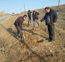 Göyçayda mövsümü ağacəkmə aksiyaları davam etdirilir