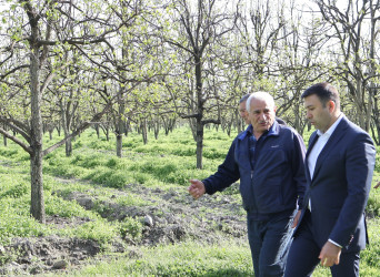 Göyçay Rayon İcra Hakimiyyətinin başçısı Orxan Mürsəlov Potu kəndində Ramil İsmayılova və Cəyirli kəndində Şakir Əliyevə məxsus bağçılıq təsərrüfatlarına baxış keçirib