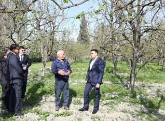 Göyçay Rayon İcra Hakimiyyətinin başçısı Orxan Mürsəlov Potu kəndində Ramil İsmayılova və Cəyirli kəndində Şakir Əliyevə məxsus bağçılıq təsərrüfatlarına baxış keçirib