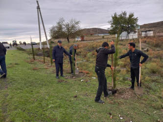 Göyçayda "Yaşıl dünya naminə həmrəylik ili" çərçivəsində 10 min ağac əkiləcək