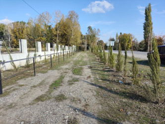 Göyçayda yol kənarı əkilmiş ağacların qorunması və suvarılması ilə bağlı tədbirlər görülüb