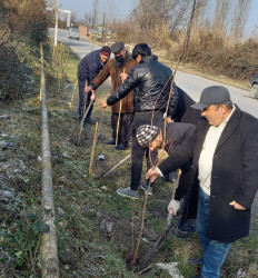 Göyçayda mövsümü ağacəkmə aksiyaları davam etdirilir