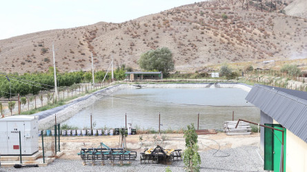 Göyçay rayonunda kənd təsərrüfatının inkişafı istiqamətində Dövlət Proqramında nəzərdə tutulan tədbirlərin icrası davam etdirilir