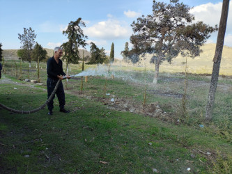 Göyçayda yol kənarı əkilmiş ağacların qorunması və suvarılması ilə bağlı tədbirlər görülüb