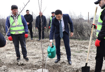 “Şəhərsalma və Memarlıq İli” çərçivəsində Göyçayda genişmiqyaslı ağacəkmə aksiyası keçirilib