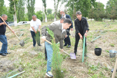 Göyçayda “Yaşıl dünya naminə həmrəylik ili” ilə əlaqədar növbəti ağacəkmə aksiyası keçirilib