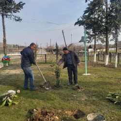 Göyçay rayonunun kəndlərində ağacəkmə aksiyası keçirilib