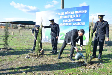 Göyçayda “Yaşıl dünya naminə həmrəylik ili” çərçivəsində ağacəkmə aksiyalarının keçirilməsi davam etdirilir