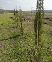 Göyçayda yol kənarı əkilmiş ağacların qorunması və suvarılması ilə bağlı tədbirlər görülüb