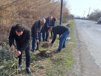 Göyçay rayonunun kəndlərində ağacəkmə aksiyası keçirilib