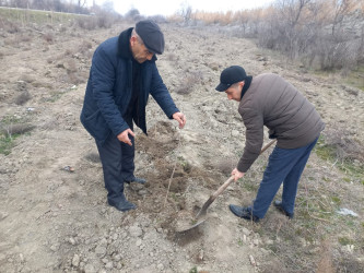 Göyçayda mövsümü ağacəkmə aksiyaları davam etdirilir