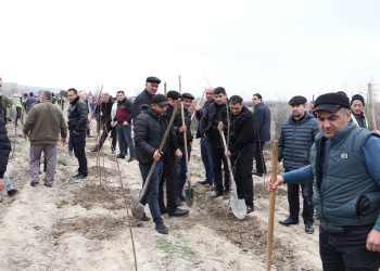 “Şəhərsalma və Memarlıq İli” çərçivəsində Göyçayda genişmiqyaslı ağacəkmə aksiyası keçirilib