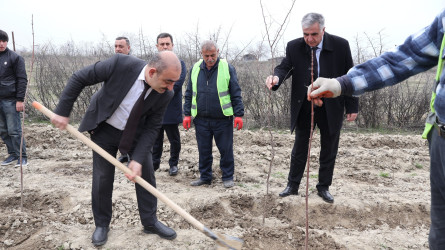 “Şəhərsalma və Memarlıq İli” çərçivəsində Göyçayda genişmiqyaslı ağacəkmə aksiyası keçirilib