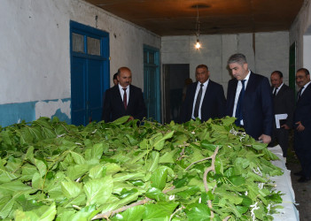 İcra başçısı rayonun Alpout kəndində barama qurdlarının bəslənilməsi vəziyyəti ilə maraqlanıb