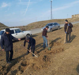 Göyçayda mövsümü ağacəkmə aksiyaları davam etdirilir