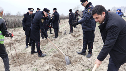 “Şəhərsalma və Memarlıq İli” çərçivəsində Göyçayda genişmiqyaslı ağacəkmə aksiyası keçirilib